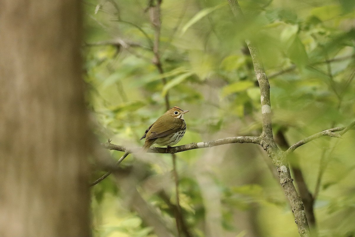 Ovenbird - Lee Payne