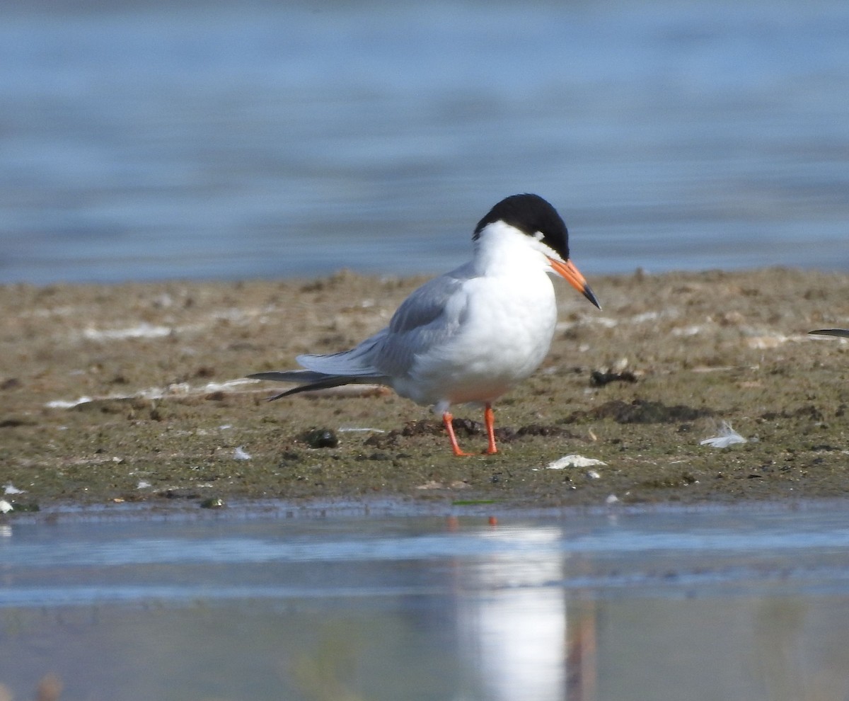 Forster's Tern - ML619009659