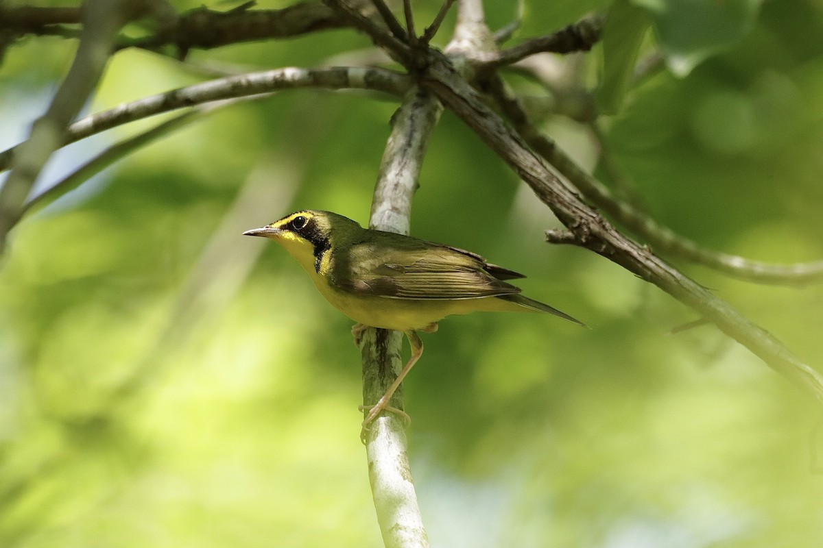 Kentucky Warbler - Lee Payne