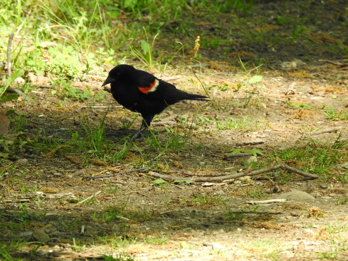 Red-winged Blackbird - Joe Sudomir