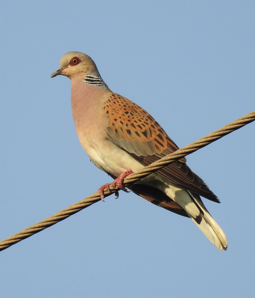 European Turtle-Dove - Eugenio Collado