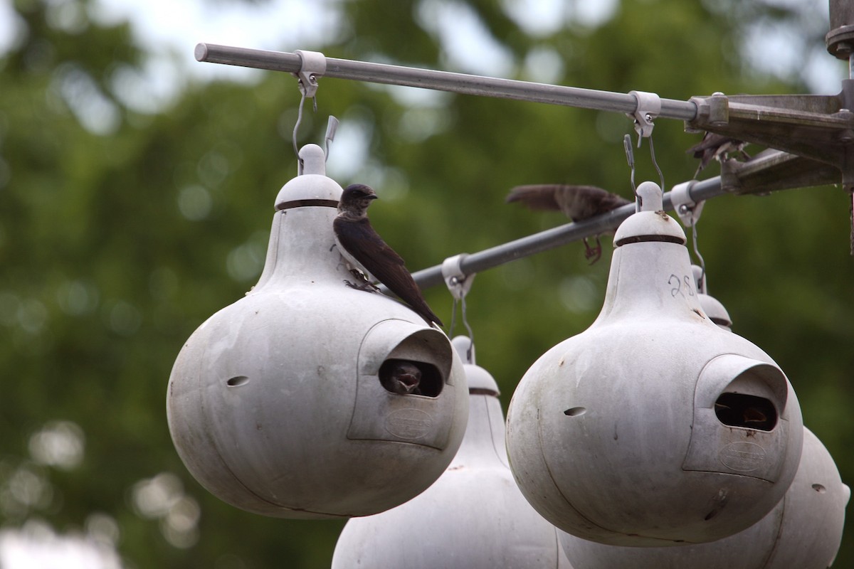 Purple Martin - ML619009733