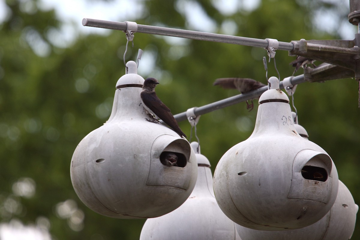 Purple Martin - William Clark