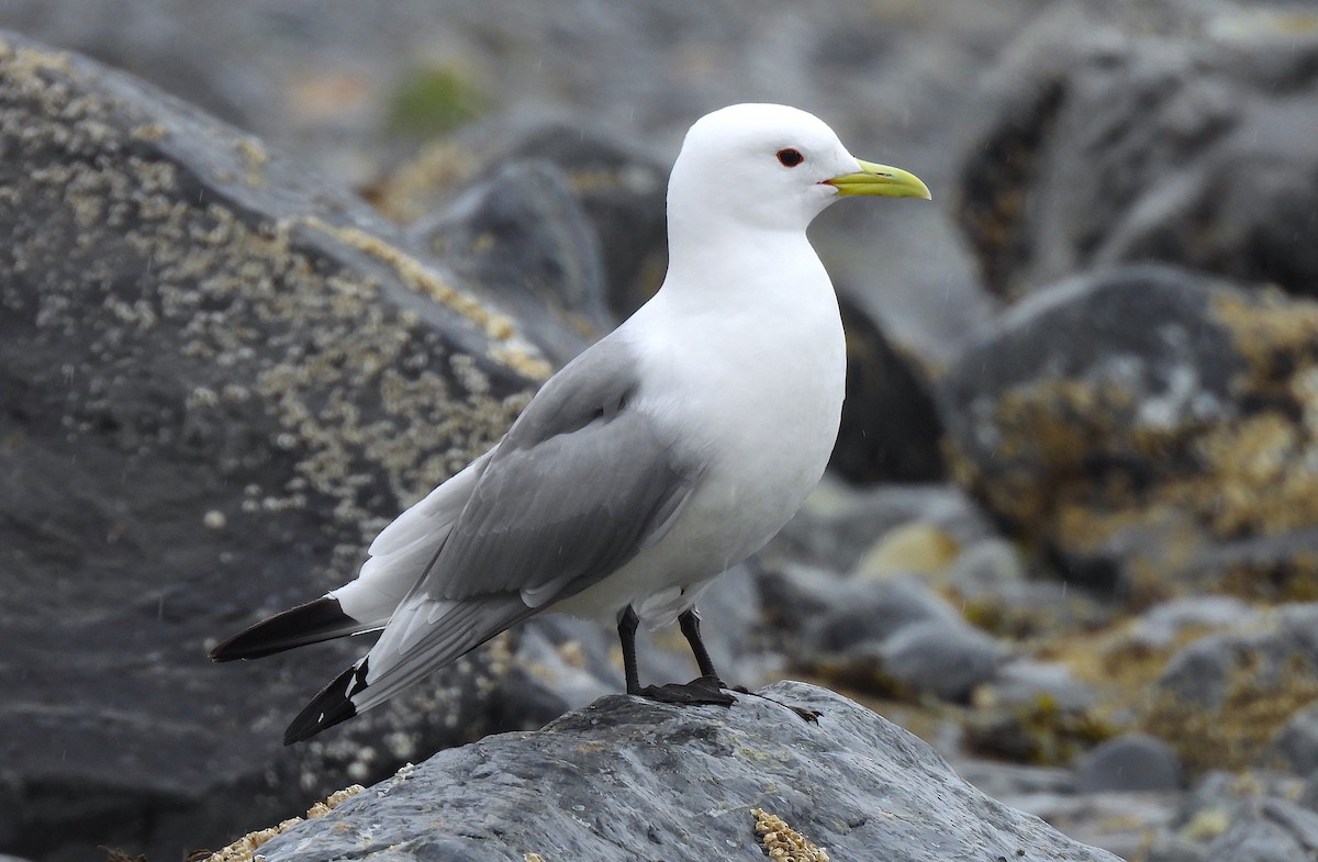 Black-legged Kittiwake - ML619009741