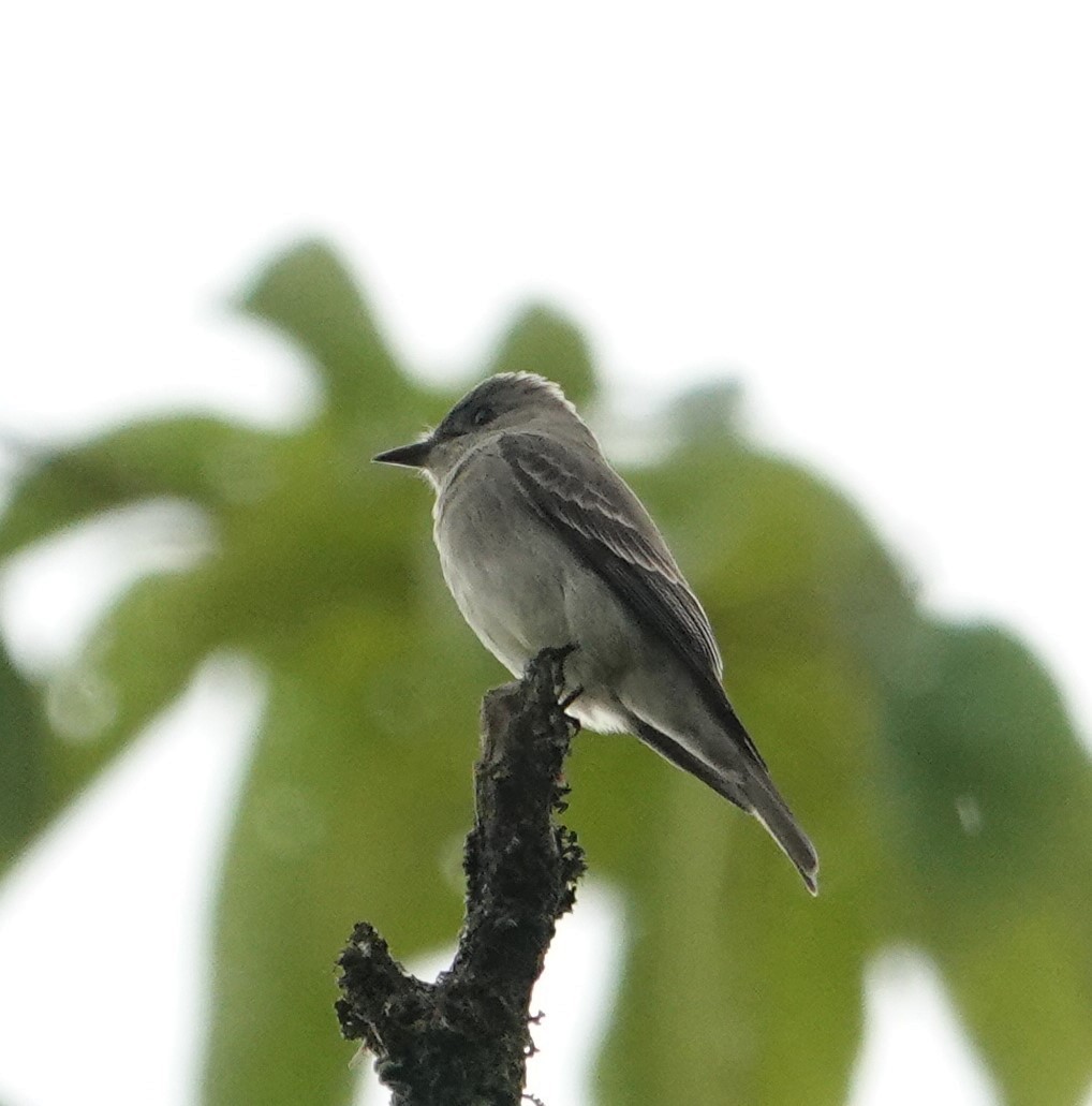 Western Wood-Pewee - David Lemmon