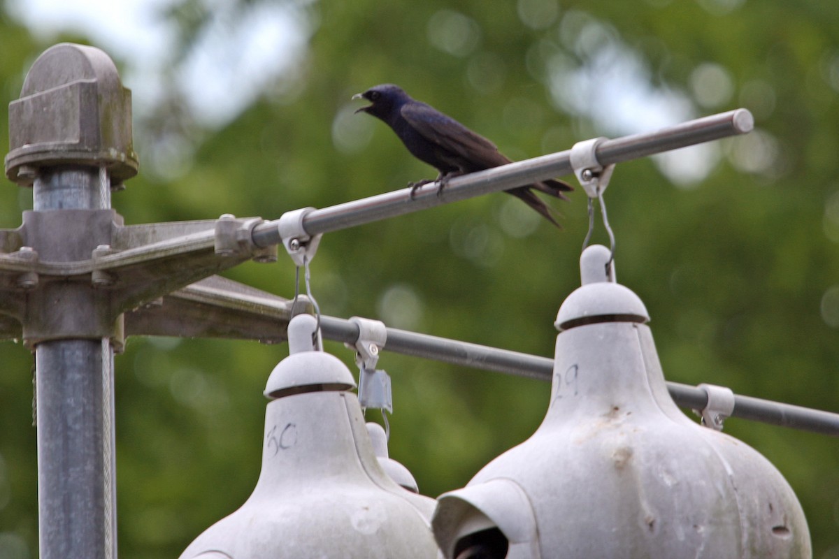 Purple Martin - ML619009753