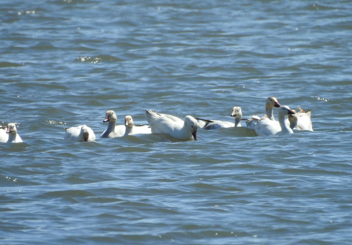 Snow Goose - ML619009763