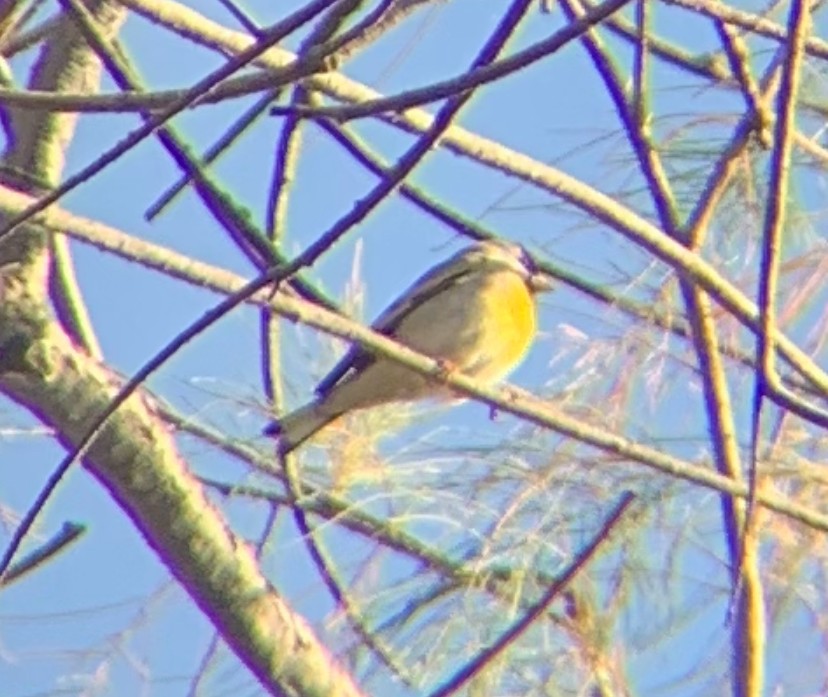 Lawrence's Goldfinch - ML619009774