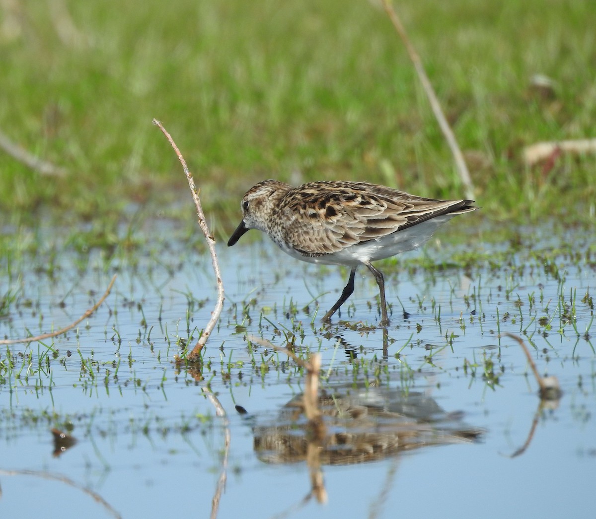 Semipalmated Sandpiper - ML619009785