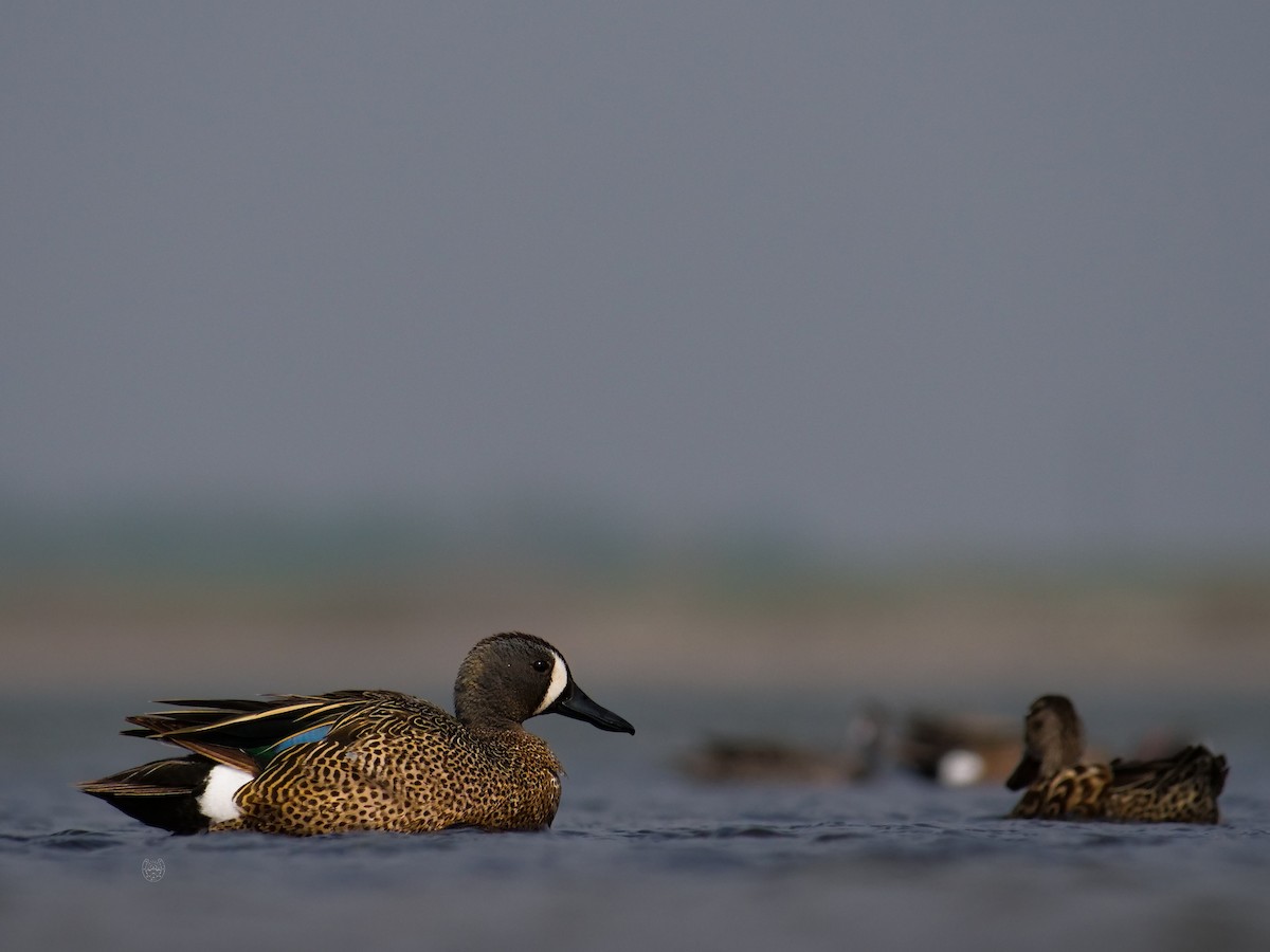 Blue-winged Teal - ML619009794