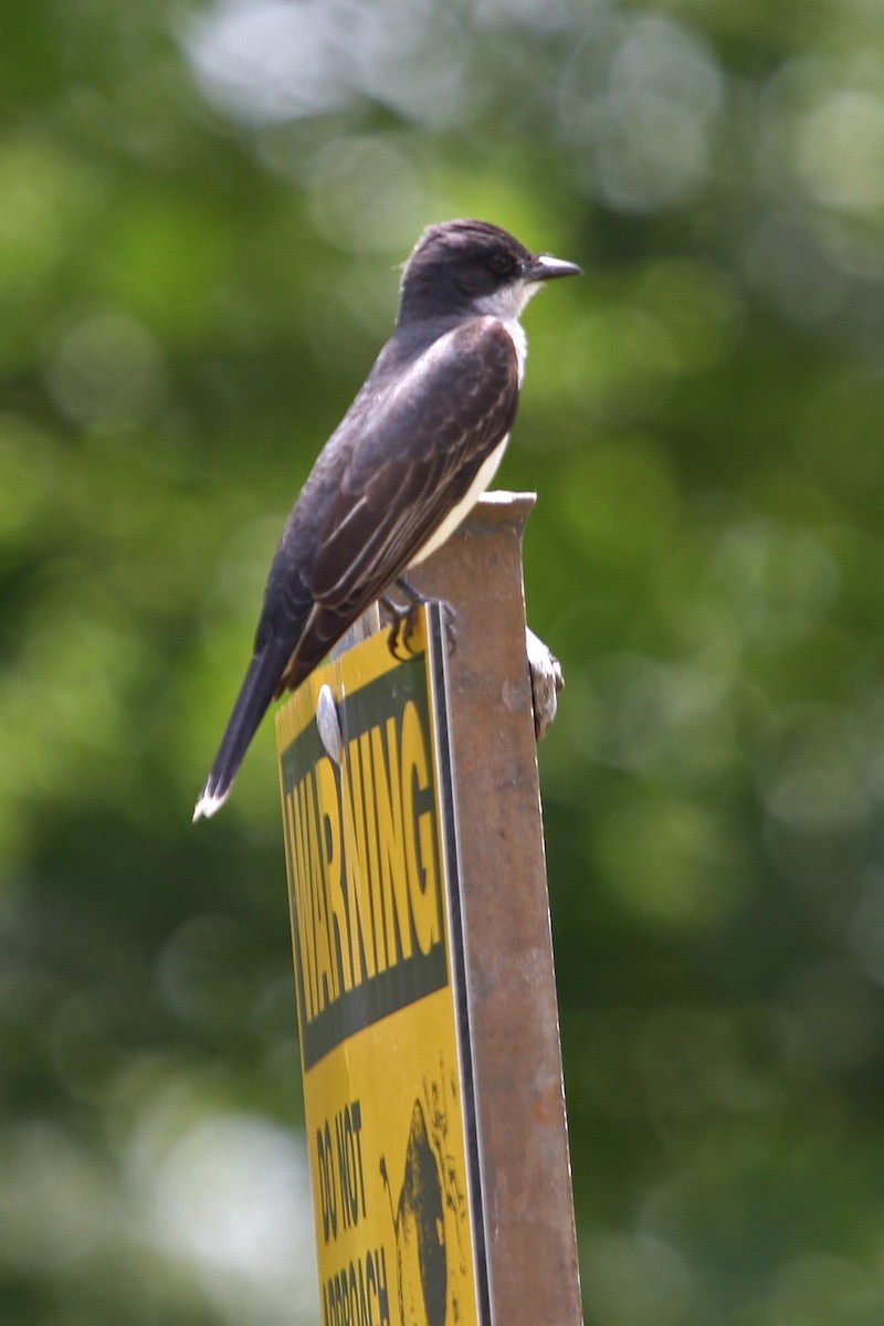 Eastern Kingbird - ML619009805