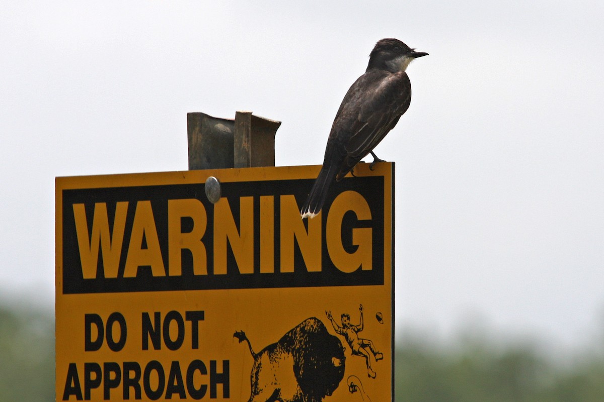 Eastern Kingbird - ML619009813