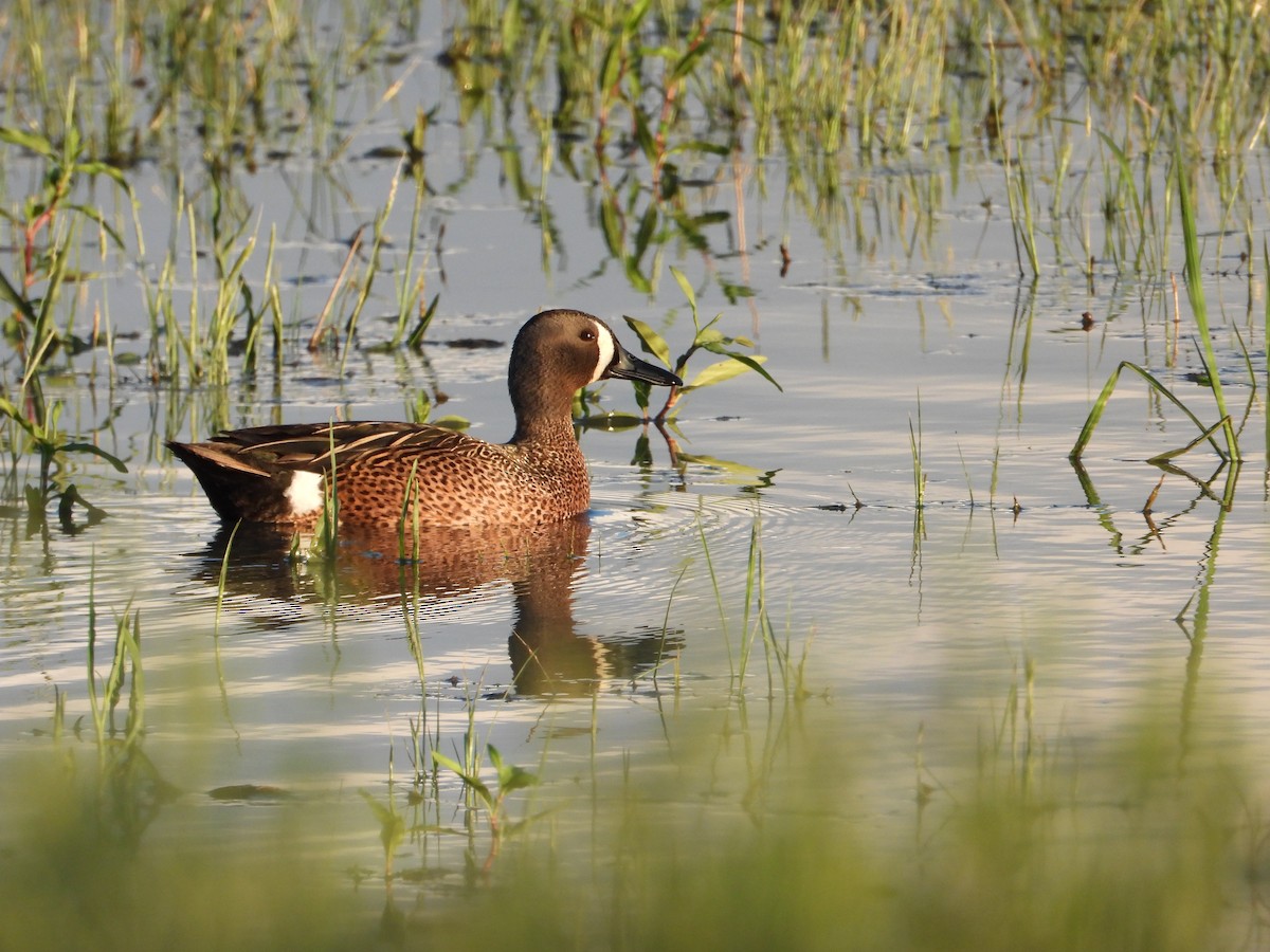 Blue-winged Teal - ML619009815