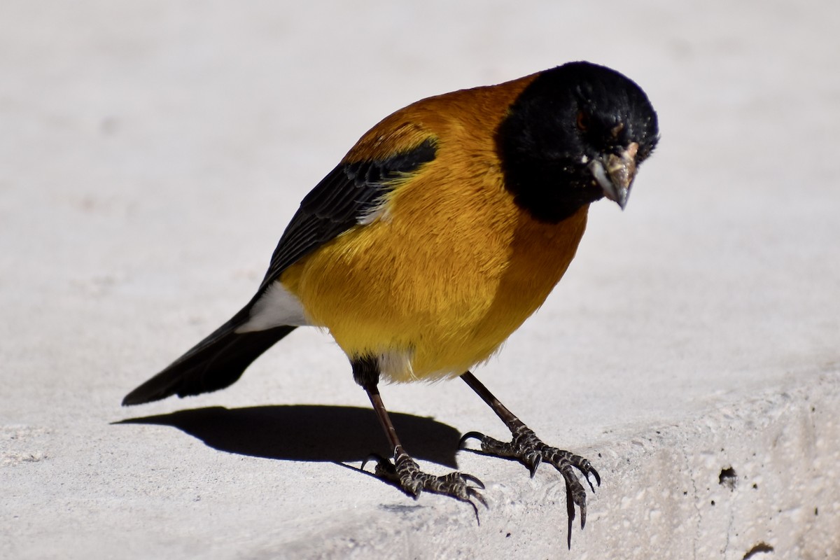 Black-hooded Sierra Finch - ML619009816