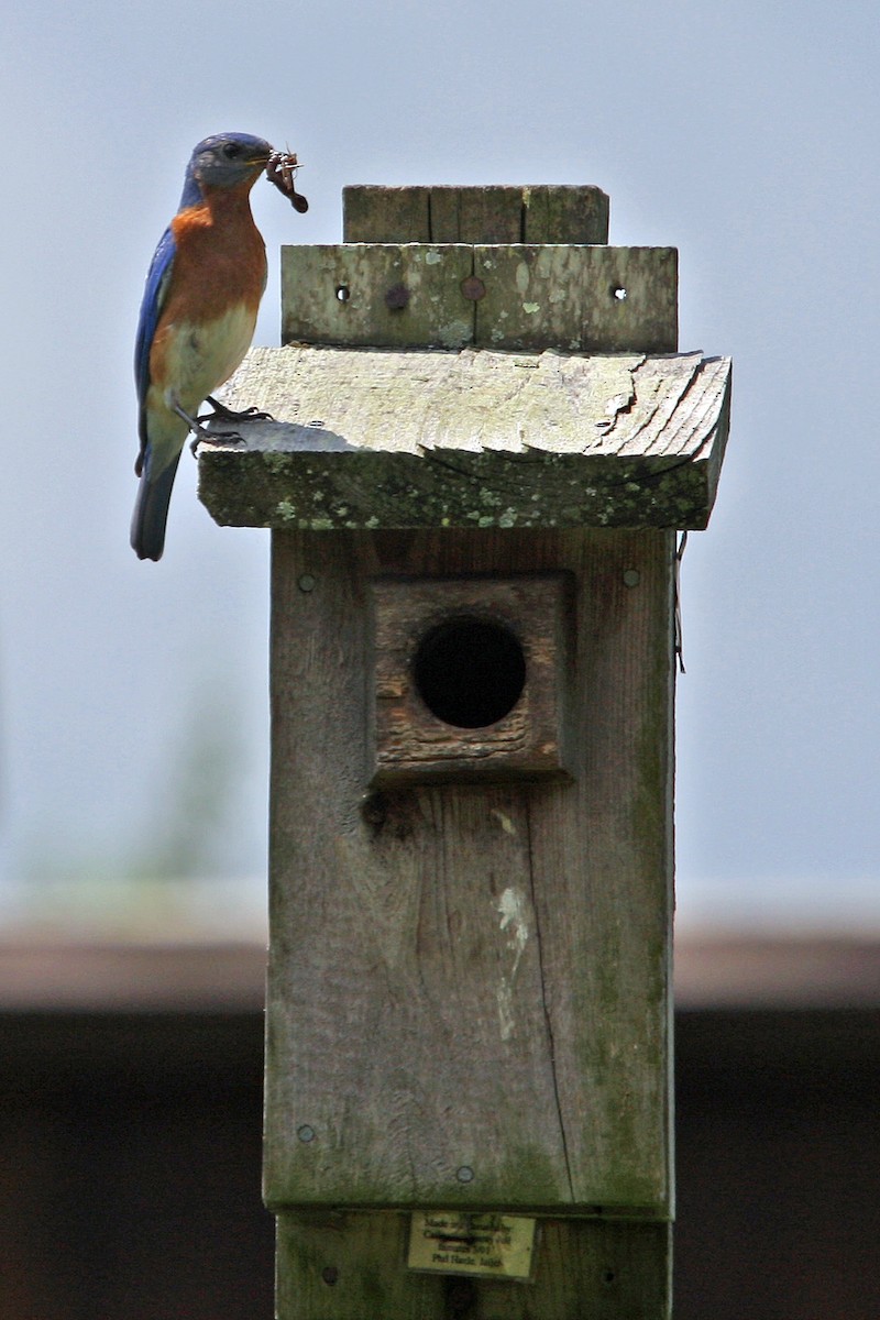 Eastern Bluebird - William Clark