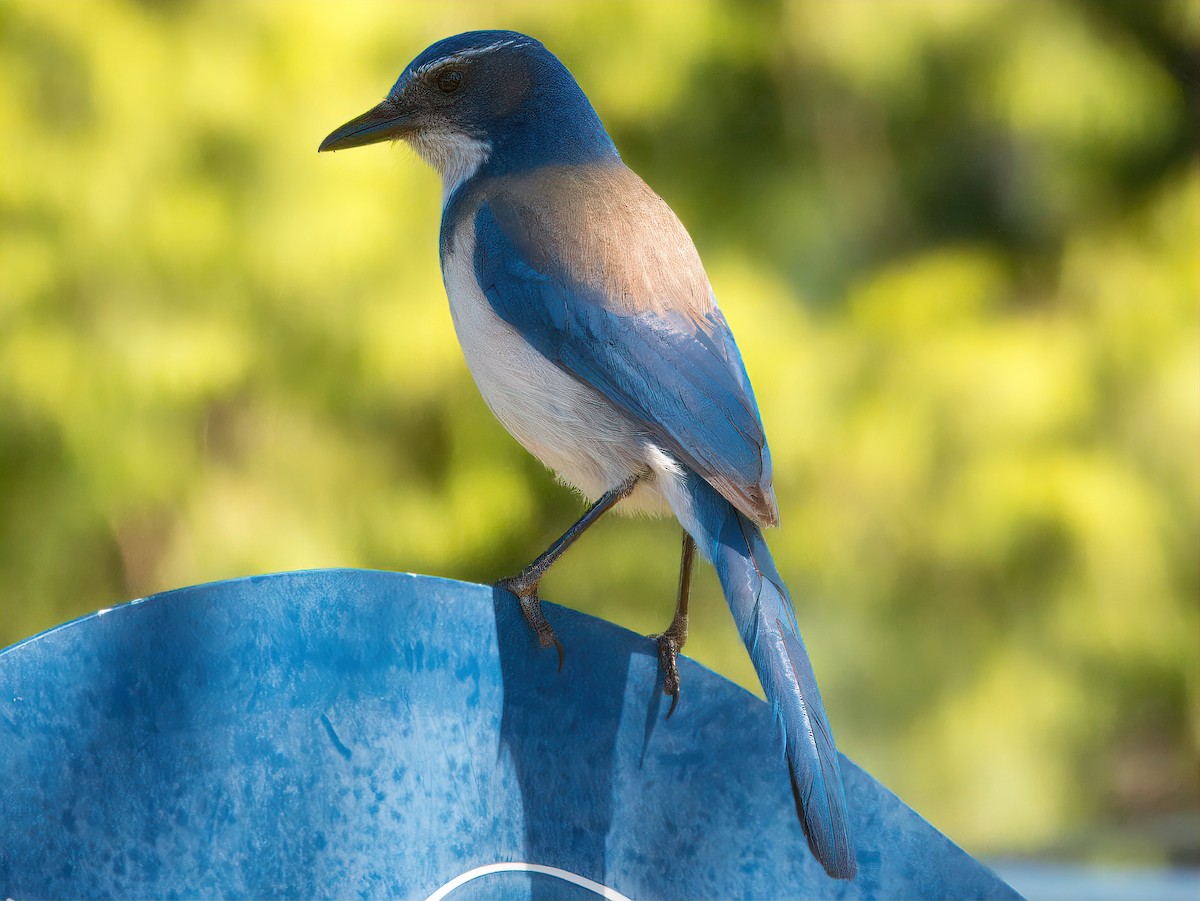 California Scrub-Jay - ML619009819