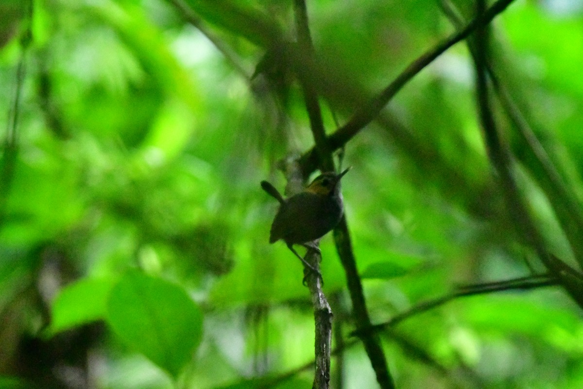 Tawny-faced Gnatwren - Julia Flesaker