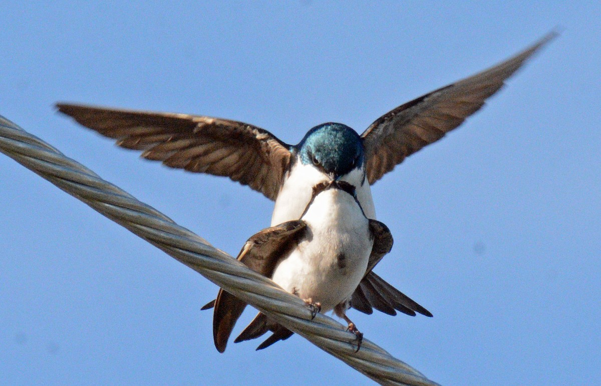 Tree Swallow - ML619009827