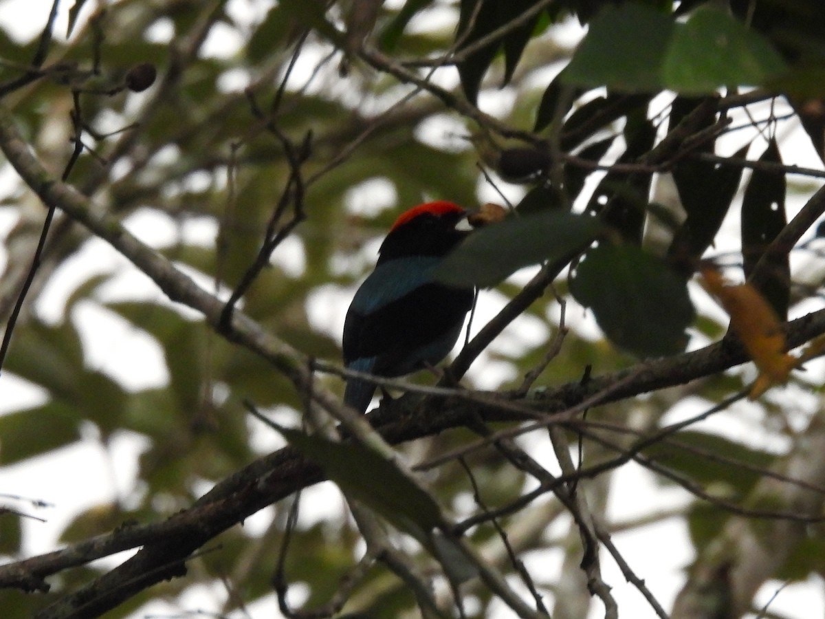 Swallow-tailed Manakin - Maria Lujan Solis