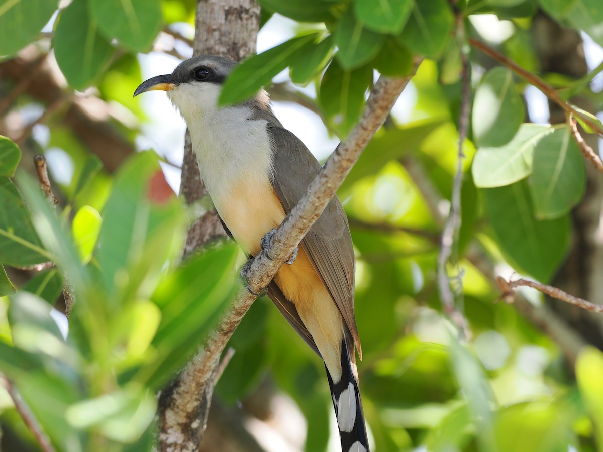 Mangrove Cuckoo - Tonja Wight
