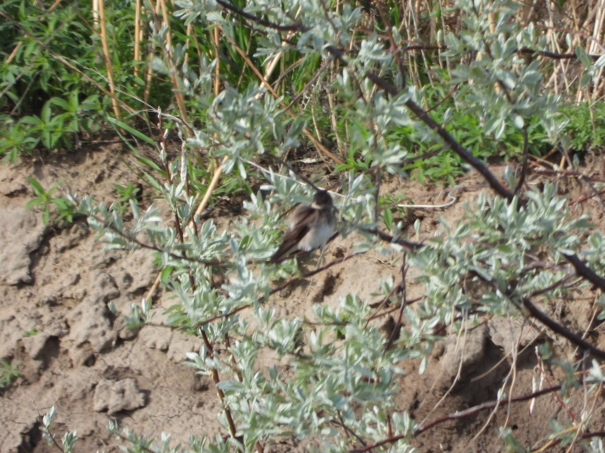 swallow sp. - Jeff Percell