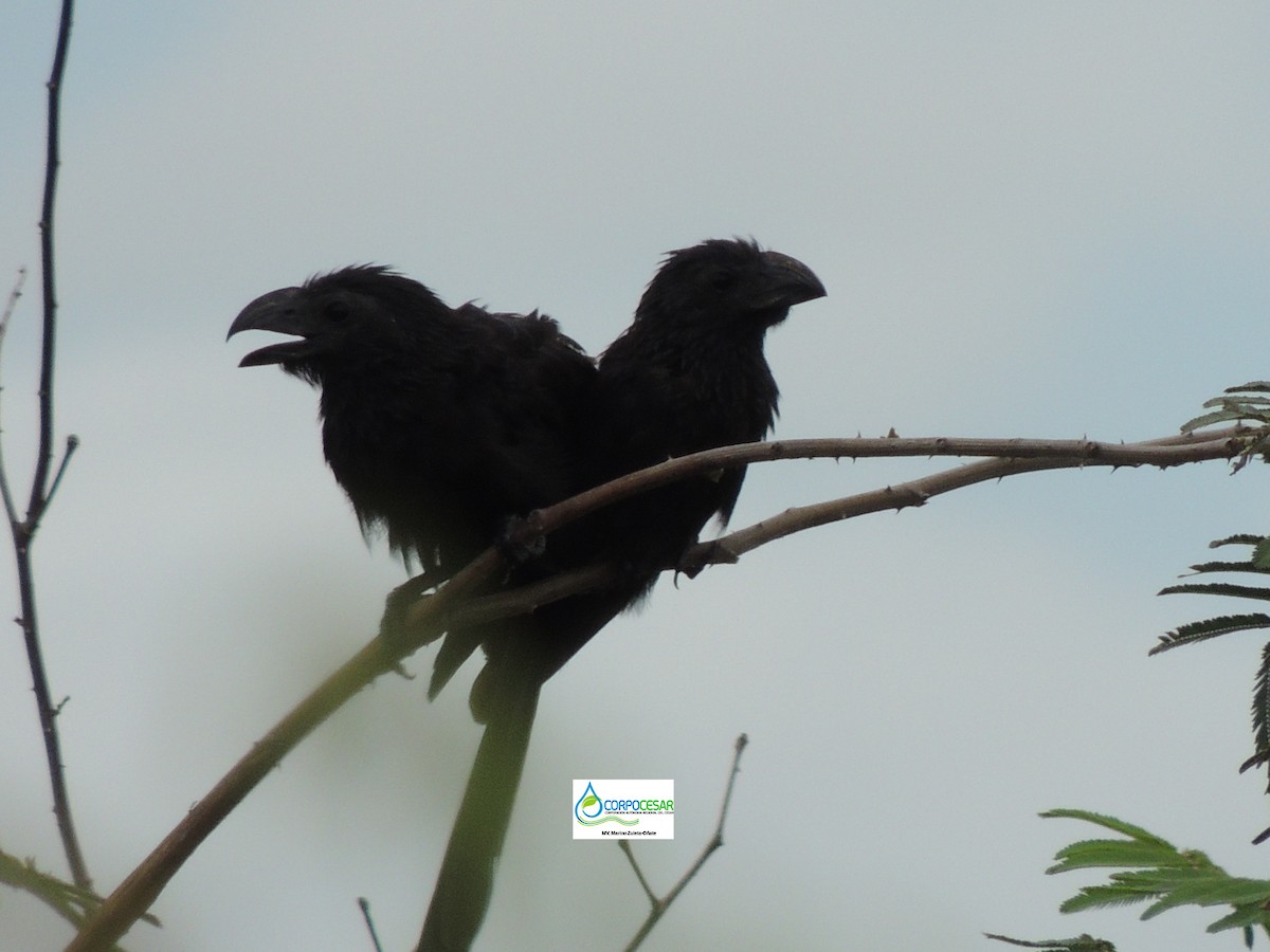 Groove-billed Ani - ML619009888