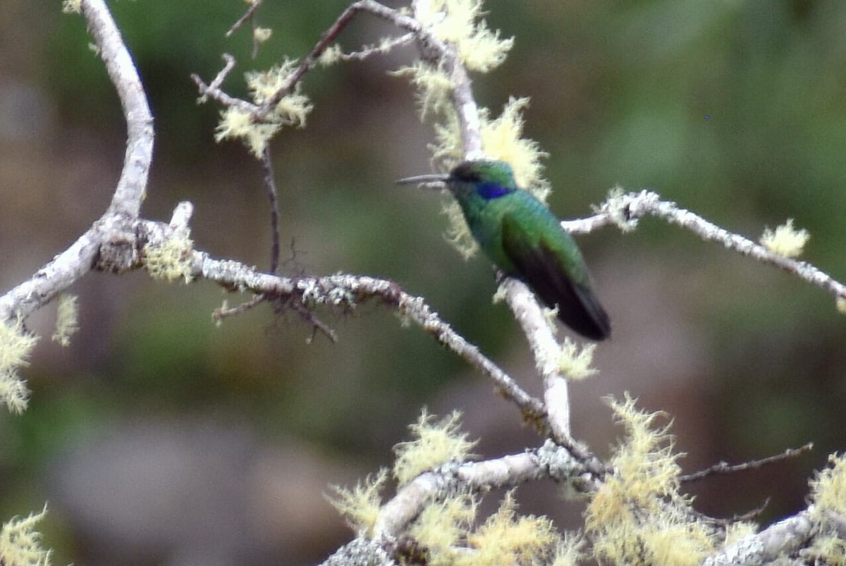 kolibřík modrolící - ML619009936
