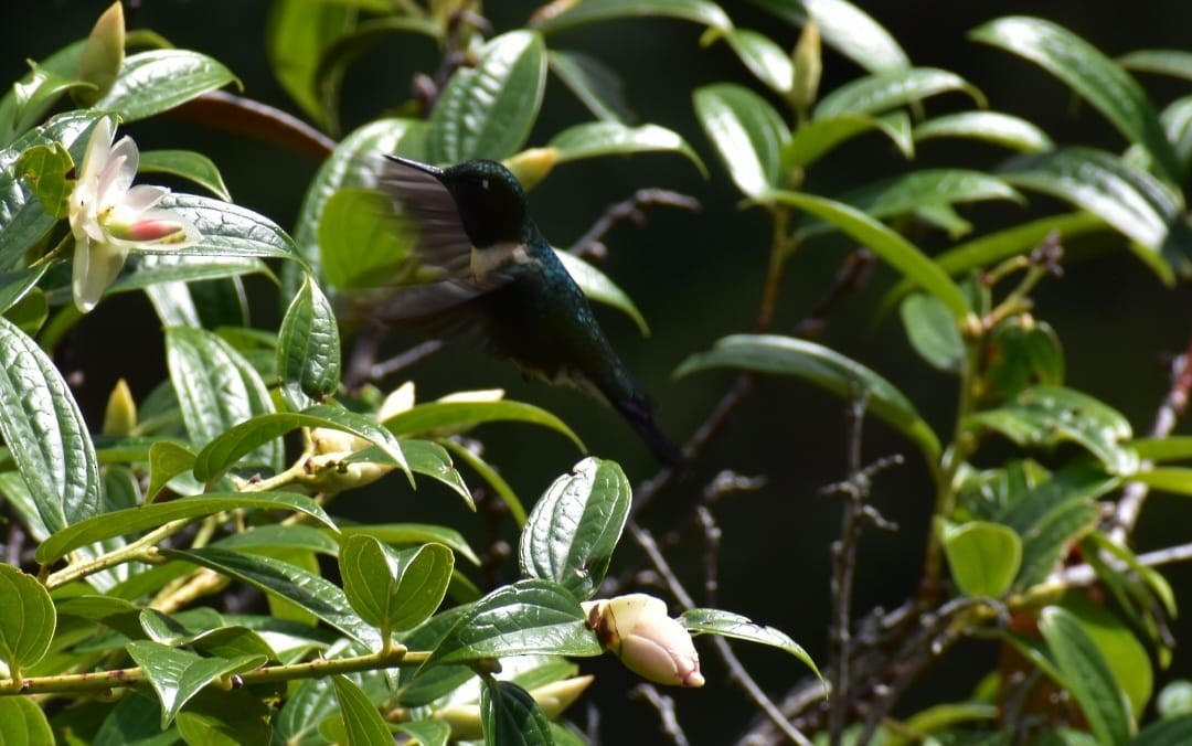kolibřík sluneční - ML619009955