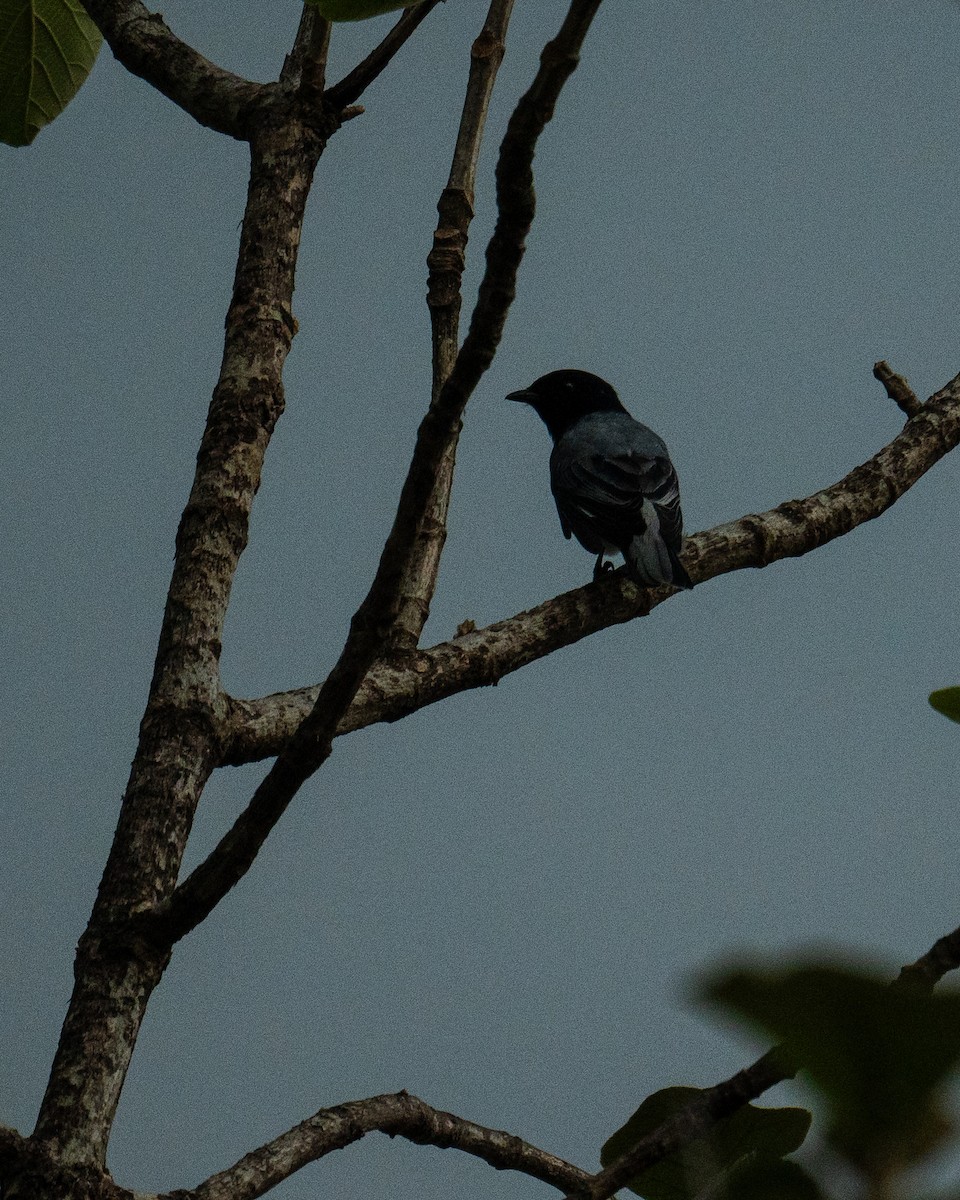 Black-headed Cuckooshrike - Aniruddha Joshi