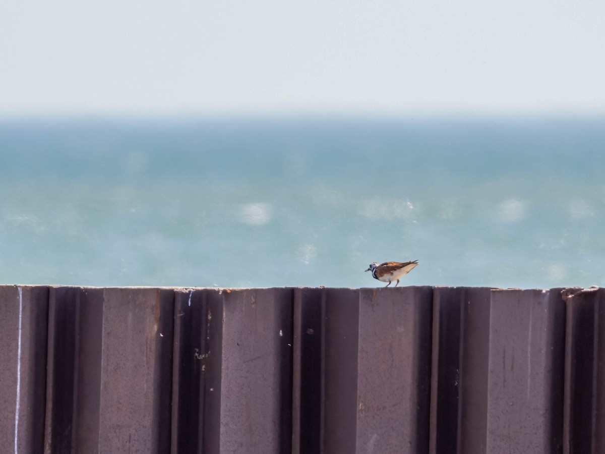 Ruddy Turnstone - Michael & Ellen LAM