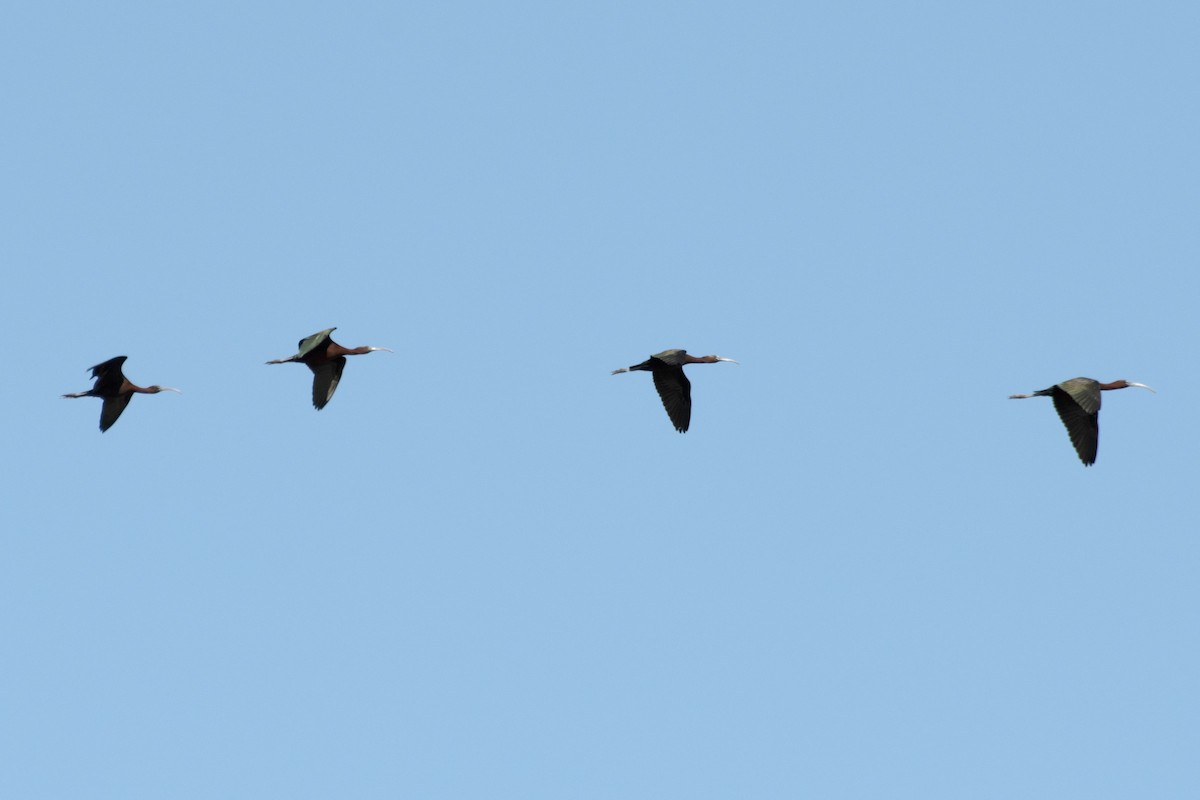 Glossy Ibis - James Hatfield