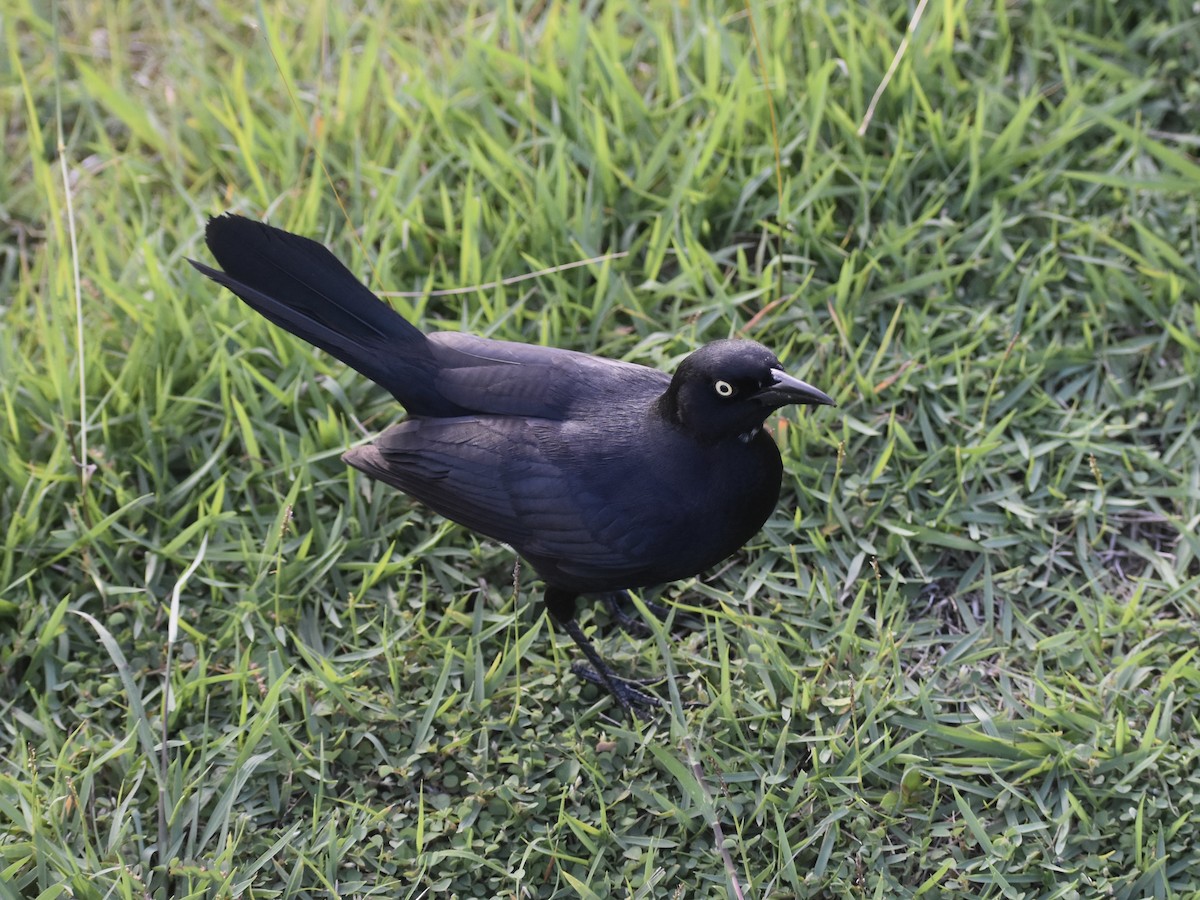 Greater Antillean Grackle - Jonathan Sellman