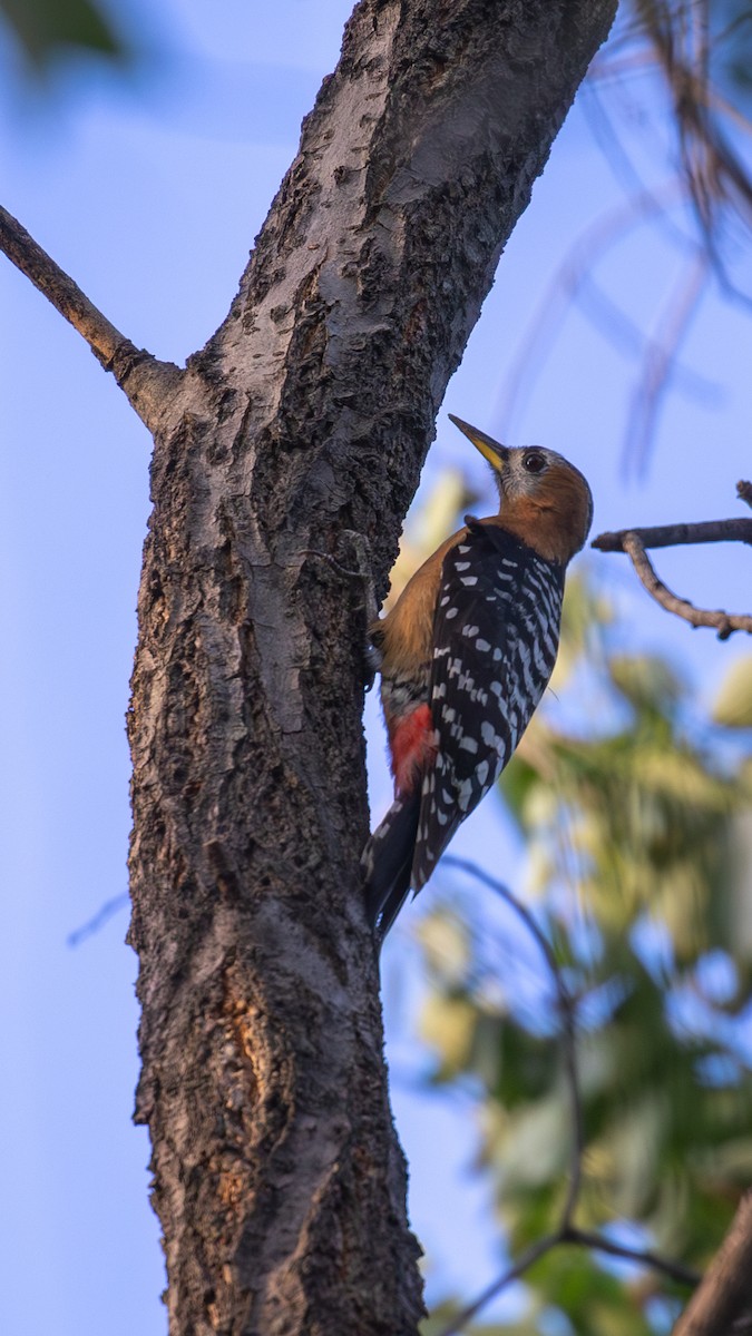 Rufous-bellied Woodpecker - Mengshuai Ge