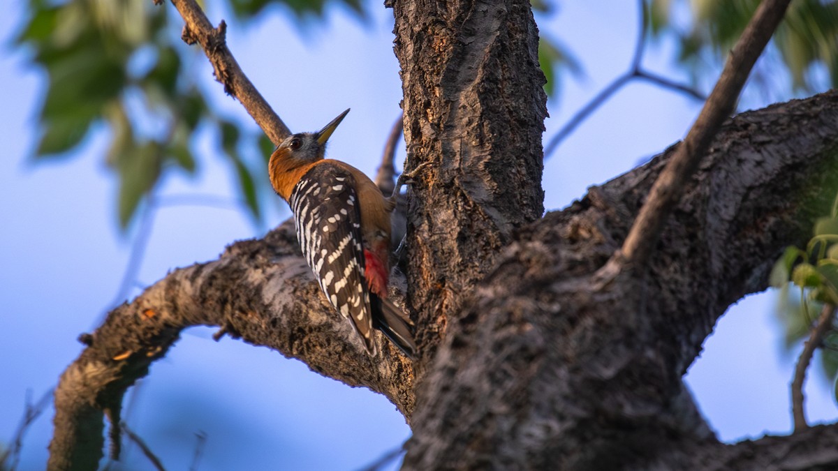 Rufous-bellied Woodpecker - Mengshuai Ge