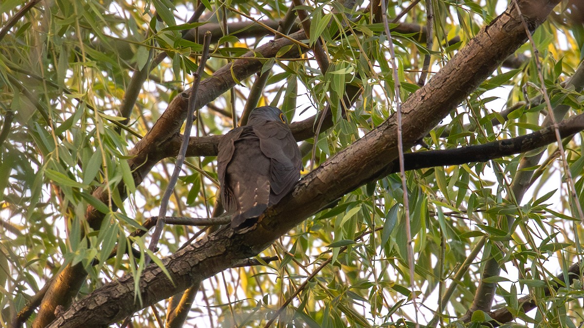 Indian Cuckoo - Mengshuai Ge