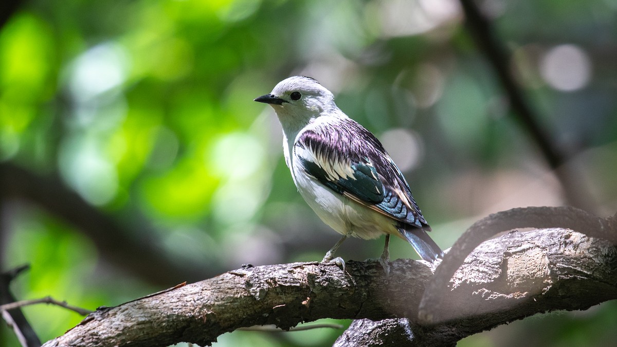 Daurian Starling - Mengshuai Ge