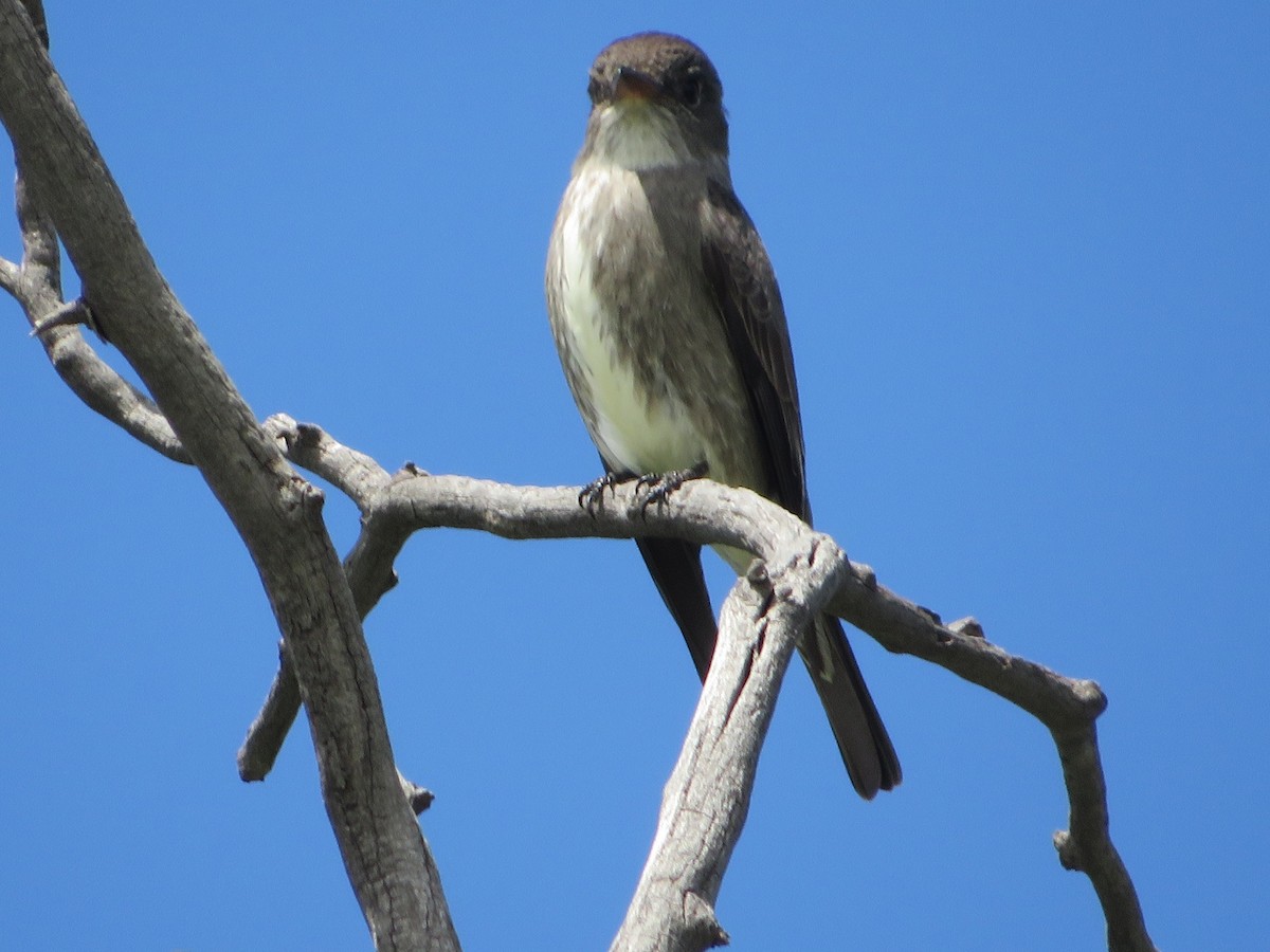 Olive-sided Flycatcher - ML619010050