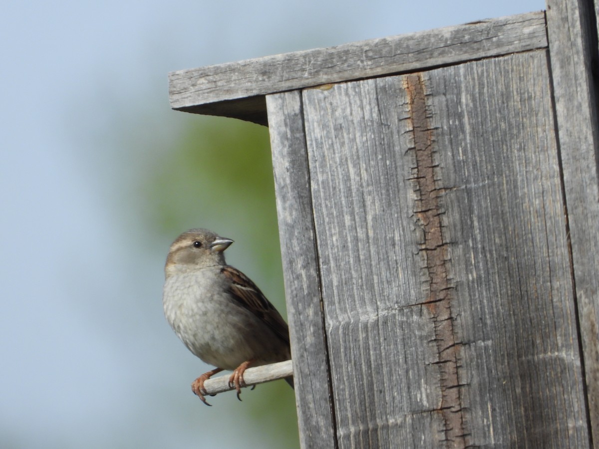 House Sparrow - Jeff Percell