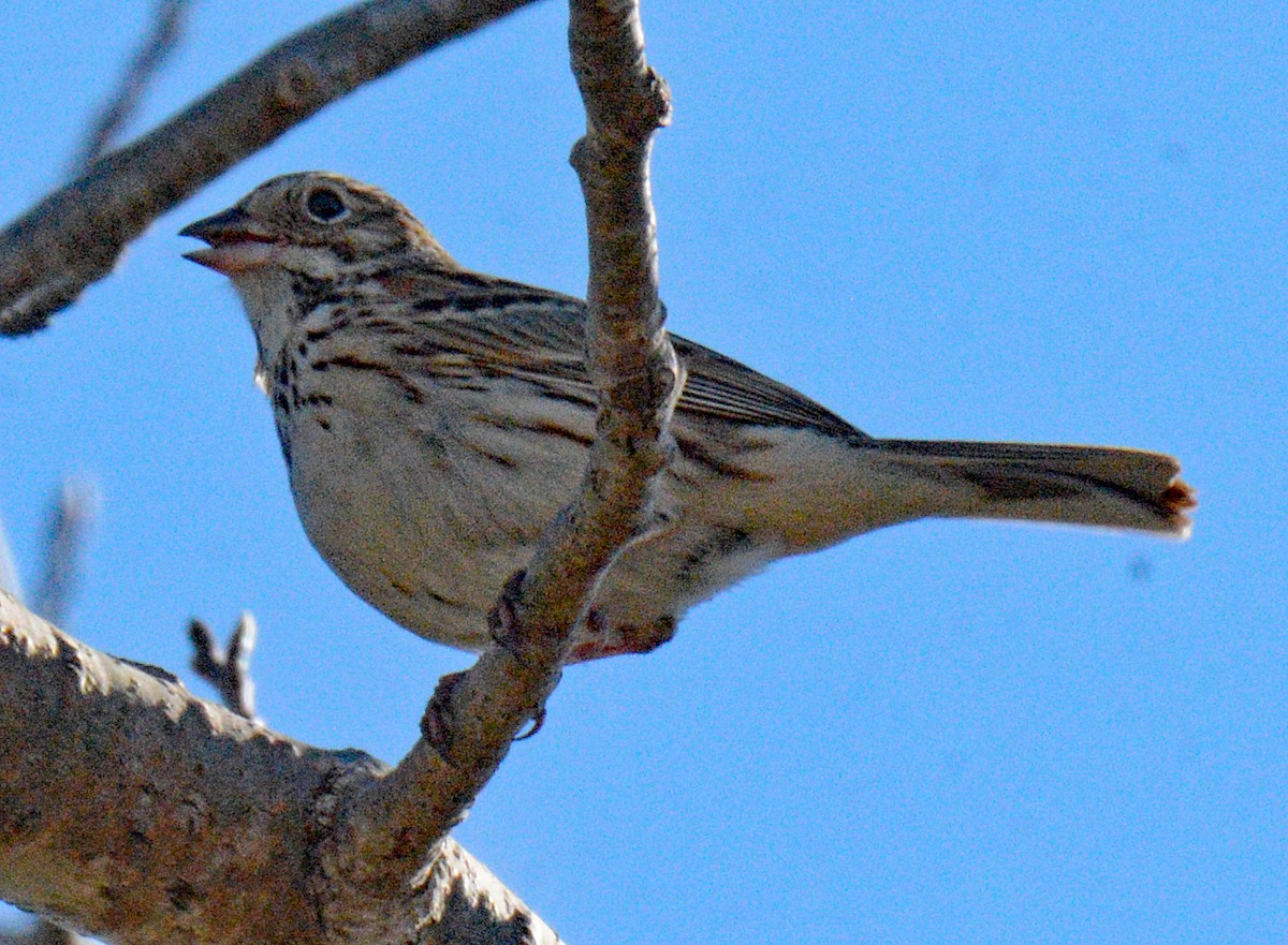 Vesper Sparrow - ML619010063