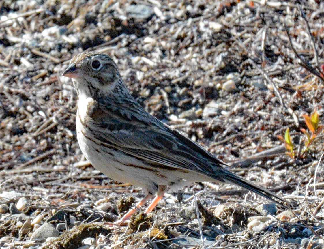 Vesper Sparrow - ML619010064