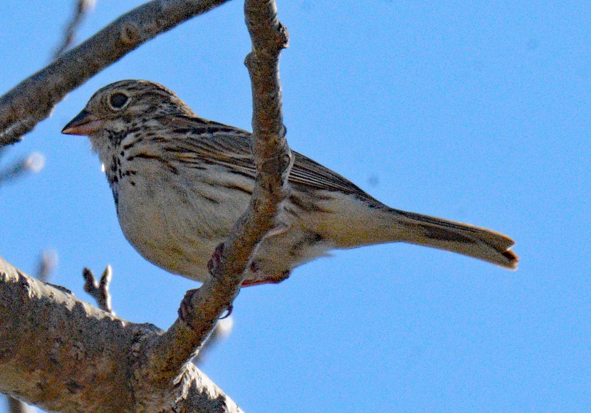 Vesper Sparrow - ML619010065