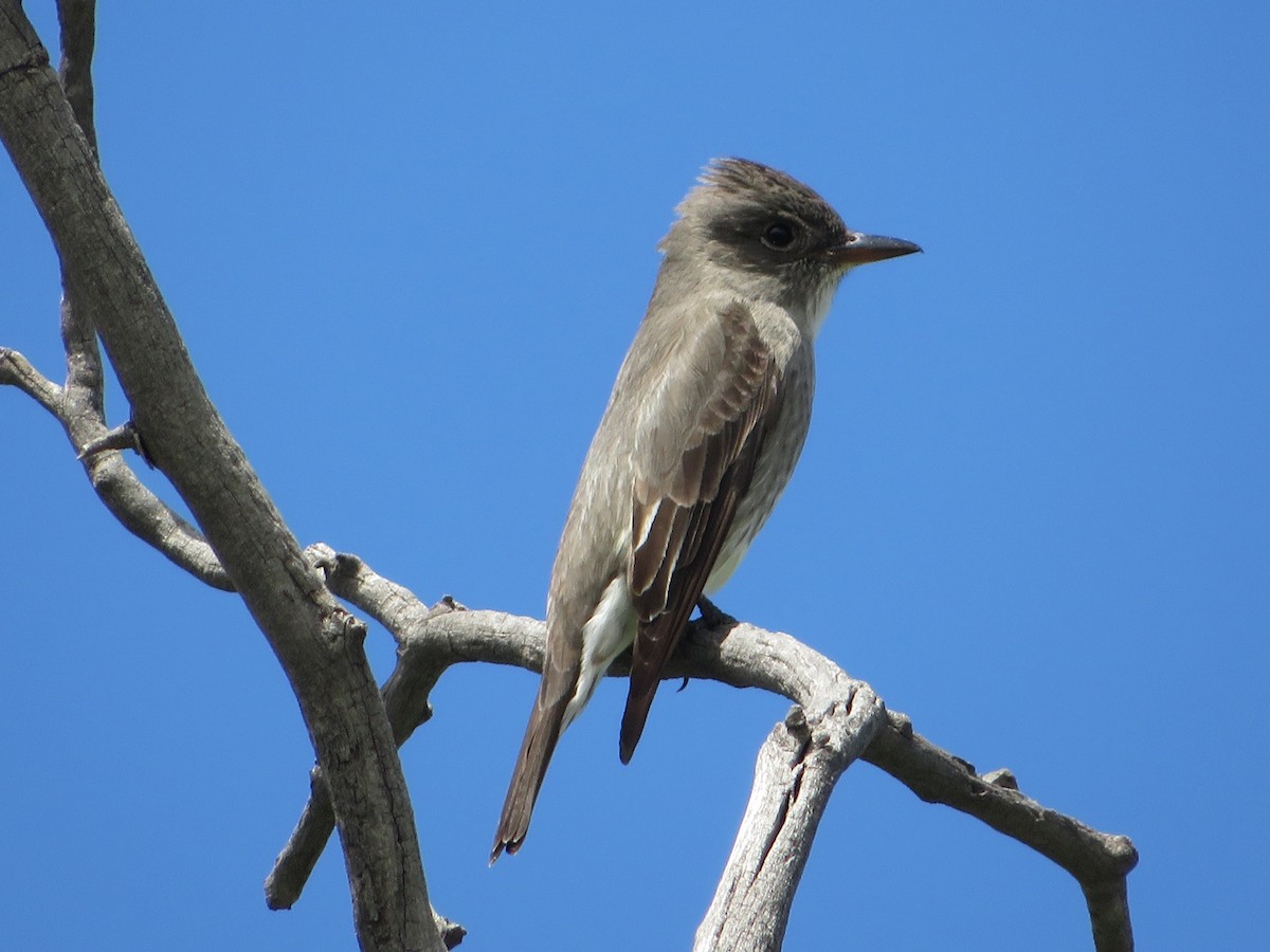 Olive-sided Flycatcher - ML619010072