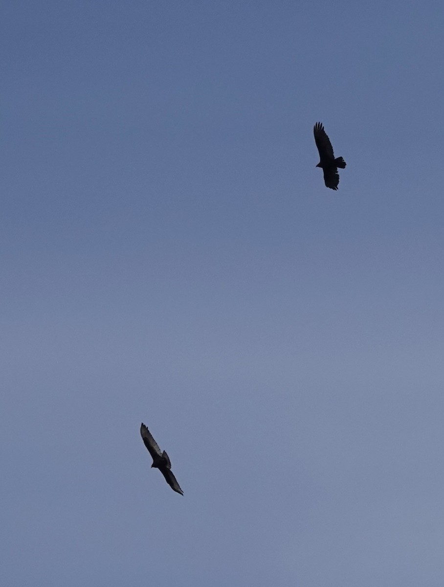 Turkey Vulture - Diane Stinson