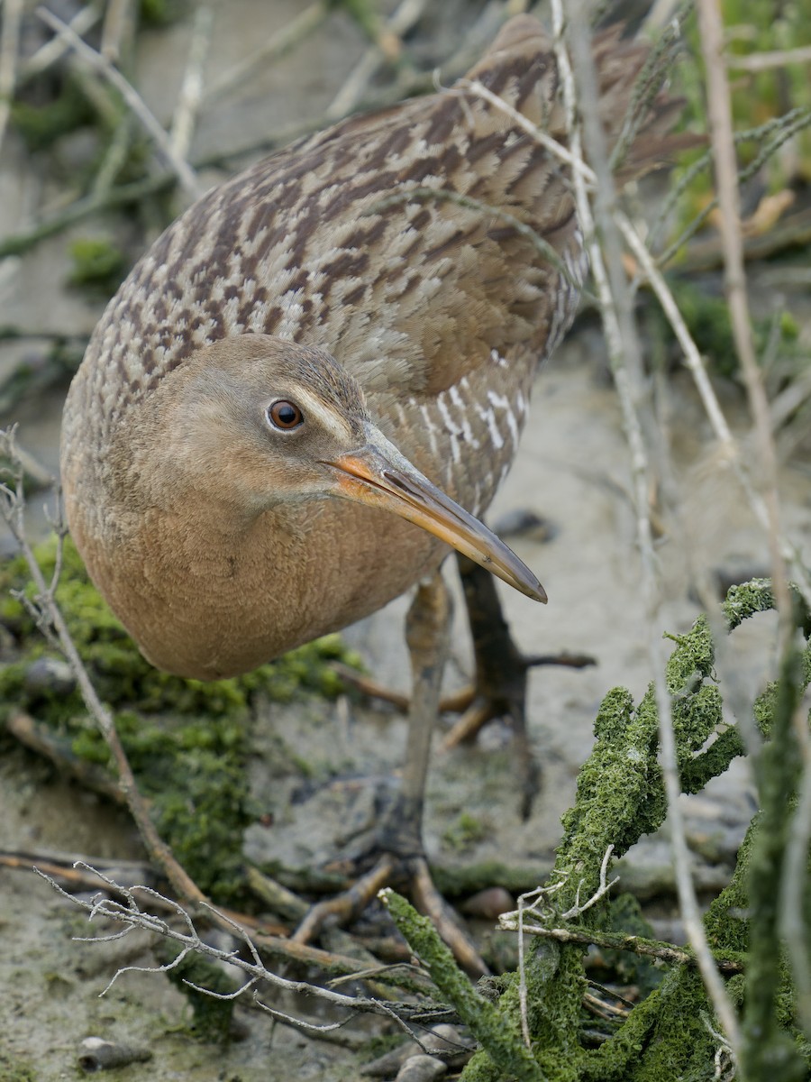 Ridgway's Rail - Jason hs