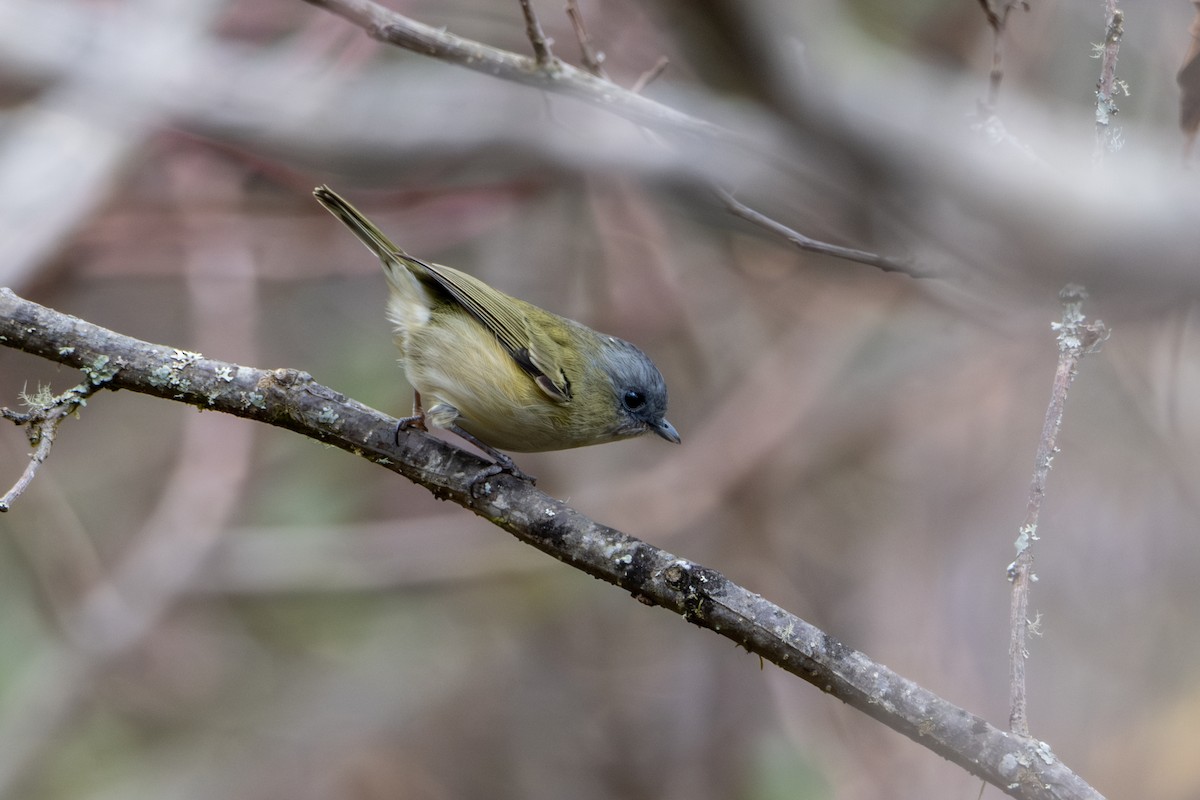 Green Shrike-Babbler - Oscar Vazquez