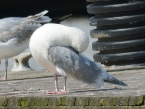 Iceland Gull - ML619010130