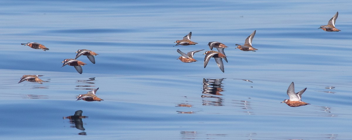 Phalarope à bec large - ML619010136