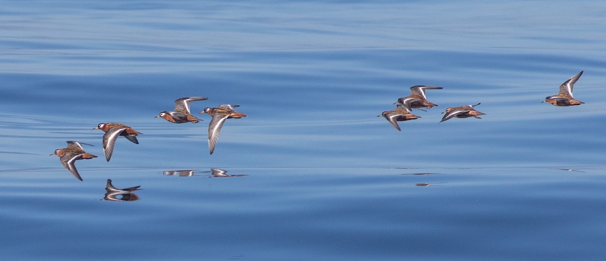 Phalarope à bec large - ML619010137