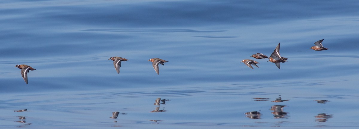 Phalarope à bec large - ML619010138