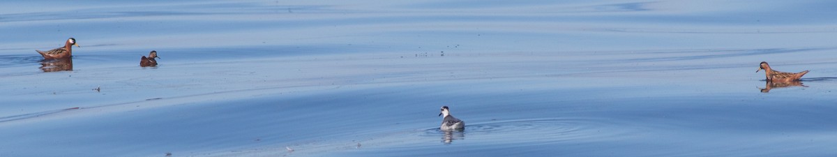 Phalarope à bec large - ML619010139